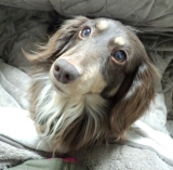 「愛犬」の画像（1枚目）