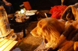 Camp犬なので...