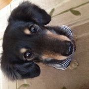 「カメラ目線♥️」≪愛犬画像募集≫汚れやニオイの元をやさしく落とすファイテンペット用シャンプーの投稿画像