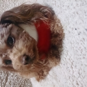 「トイ・プードル」【動画募集】麹の力で更に美味しく食べやすくドッグフードの極み「鹿肉 麹熟成」の投稿画像