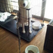 「お風呂大好きです」≪愛犬画像募集≫汚れやニオイの元をやさしく落とすファイテンペット用シャンプーの投稿画像