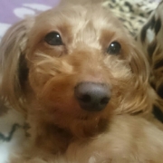 「こむぎです」≪愛犬画像募集≫汚れやニオイの元をやさしく落とすファイテンペット用シャンプーの投稿画像