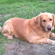 「ニオイの気になる洋犬です。」≪愛犬画像募集≫汚れやニオイの元をやさしく落とすファイテンペット用シャンプーの投稿画像