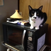 「やんちゃ猫」≪愛犬画像募集≫汚れやニオイの元をやさしく落とすファイテンペット用シャンプーの投稿画像