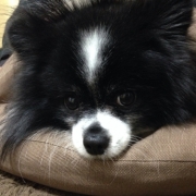 「フサフサわんこ」≪愛犬画像募集≫汚れやニオイの元をやさしく落とすファイテンペット用シャンプーの投稿画像