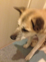 口コミ：無添加ドッグフード安心の画像（2枚目）