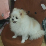 「シャンプー後」の画像（1枚目）