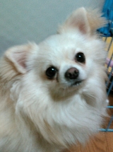 口コミ：「無添加ドッグフード安心」の画像（1枚目）