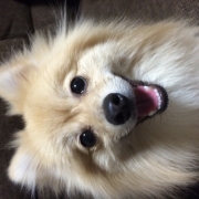 「我が家の愛犬・小次郎くん」【動画募集】麹の力で更に美味しく食べやすくドッグフードの極み「鹿肉 麹熟成」の投稿画像