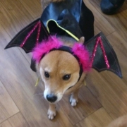 「チビデビル☆」【動画募集】麹の力で更に美味しく食べやすくドッグフードの極み「鹿肉 麹熟成」の投稿画像