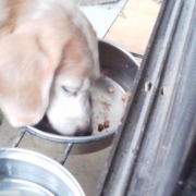 「Ｕ^エ^Ｕ ちょっと食いしん坊なベリーさんです！」【動画募集】麹の力で更に美味しく食べやすくドッグフードの極み「鹿肉 麹熟成」の投稿画像