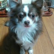 「我が家の愛犬達」【動画募集】麹の力で更に美味しく食べやすくドッグフードの極み「鹿肉 麹熟成」の投稿画像