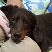 「1枚目の画像は盛れた時」【動画募集】麹の力で更に美味しく食べやすくドッグフードの極み「鹿肉 麹熟成」の投稿画像