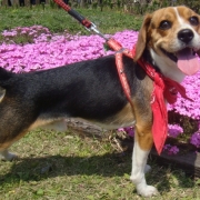 「よろしくおねがいします！」【動画募集】麹の力で更に美味しく食べやすくドッグフードの極み「鹿肉 麹熟成」の投稿画像