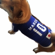 「日本代表マロン選手！」新商品モニター募集★愛犬を守るミルク『サンテドッグ』から新シリーズ発売の投稿画像