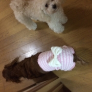 「ミニチュアダックスPとトイプードルBです」新商品モニター募集★愛犬を守るミルク『サンテドッグ』から新シリーズ発売の投稿画像