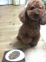 口コミ：人も食べれる無添加ドッグフード当選しました。の画像（5枚目）