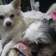 「愛犬」新商品モニター募集★愛犬を守るミルク『サンテドッグ』から新シリーズ発売の投稿画像