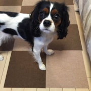 「ピヨです」新商品モニター募集★愛犬を守るミルク『サンテドッグ』から新シリーズ発売の投稿画像