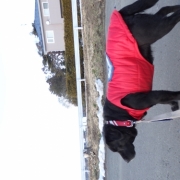 「9歳のラブラドールです。」新商品モニター募集★愛犬を守るミルク『サンテドッグ』から新シリーズ発売の投稿画像