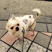 「諭吉 ８歳」新商品モニター募集★愛犬を守るミルク『サンテドッグ』から新シリーズ発売の投稿画像