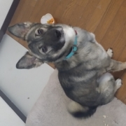 「愛犬ぽんた」新商品モニター募集★愛犬を守るミルク『サンテドッグ』から新シリーズ発売の投稿画像