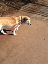 口コミ：無添加ドッグフード安心の画像（3枚目）