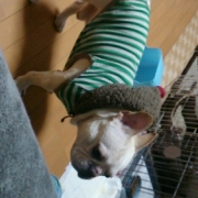 「愛犬のレオ」新商品モニター募集★愛犬を守るミルク『サンテドッグ』から新シリーズ発売の投稿画像