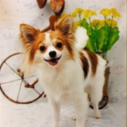 「チワワの茶々丸です！」新商品モニター募集★愛犬を守るミルク『サンテドッグ』から新シリーズ発売の投稿画像