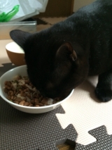 口コミ：国産 無一物　ねこまんまパウチ♪の画像（3枚目）