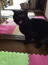 口コミ：国産 無一物　ねこまんまパウチ♪の画像（2枚目）