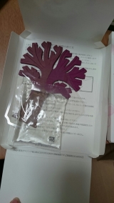 口コミ：モニター　マジック桜の画像（4枚目）