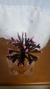 口コミ：otogino「Magic桜」の画像（2枚目）