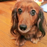 口コミ：無添加のドッグフードを美味しそうに食べる愛犬♪の画像（1枚目）