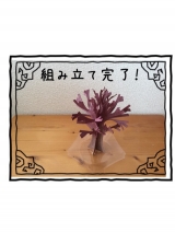 口コミ：マジック桜で、一足お先に満開ですの画像（2枚目）