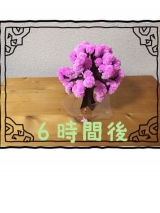 口コミ：マジック桜で、一足お先に満開ですの画像（4枚目）