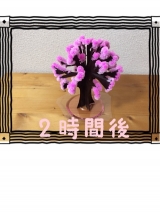 口コミ：マジック桜で、一足お先に満開ですの画像（3枚目）