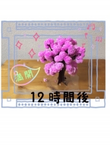 口コミ：マジック桜で、一足お先に満開ですの画像（5枚目）