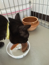 口コミ：【ネコ】プレミアムキャットフード☆ジーランディア・キャットの画像（4枚目）