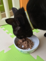口コミ：【ネコ】プレミアムキャットフード☆ジーランディア・キャットの画像（7枚目）