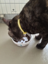 口コミ：【ネコ】プレミアムキャットフード☆ジーランディア・キャットの画像（1枚目）