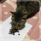 口コミ：株式会社グッドスマイルインターナショナル「フィッシュ４キャット　シリーズ」の画像（1枚目）