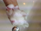 口コミ記事「プラセリッチソープでモチ肌ゲット！モニターさせていただきました♪」の画像