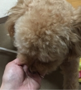 口コミ：人も食べれる！？の画像（1枚目）