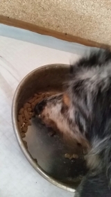 口コミ：ドックフード無添加安心の画像（1枚目）