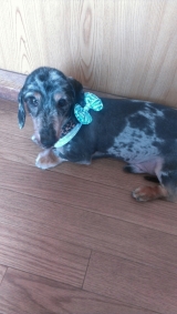 口コミ：ドックフード無添加安心の画像（3枚目）