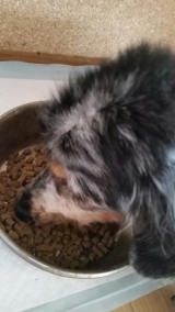 口コミ：ドックフード無添加安心の画像（2枚目）