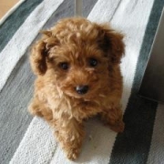 「かわいいです( ^ω^ )」★終了★ペットにハンドメイドグッズを作ってペット自慢♪参加者募集！の投稿画像