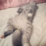 「らいむ君 二ヶ月」の画像（1枚目）