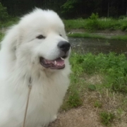 「SUGOお坊ちゃま」★終了★ペットにハンドメイドグッズを作ってペット自慢♪参加者募集！の投稿画像